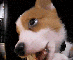 puppies GIF