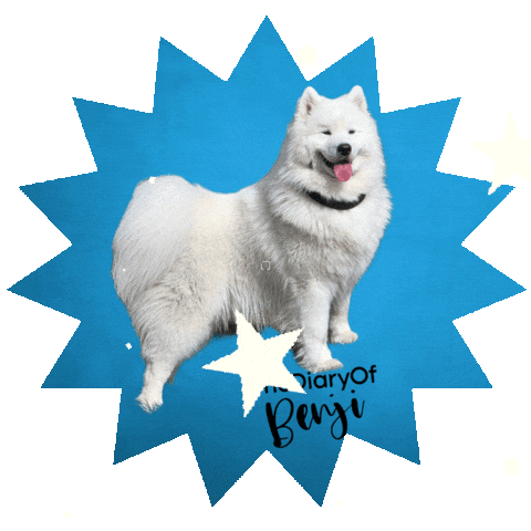 Sticker Video Sticker