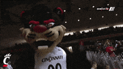 cincinnati bearcats mascot GIF by University of Cincinnati Athletics