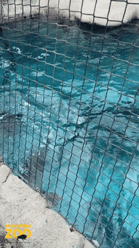 Peeking In Here I Am GIF by Brookfield Zoo