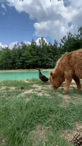 Miniature Cow and Duck are Best Friends