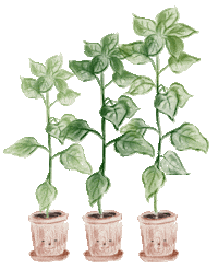 lunlunspen plants leaves watercolor botanical Sticker