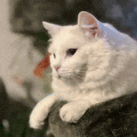 White Cat GIF by Maryanne Chisholm - MCArtist
