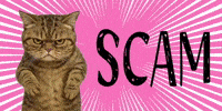 Cat Warning GIF
