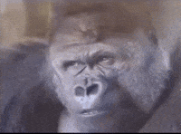 Face What GIF