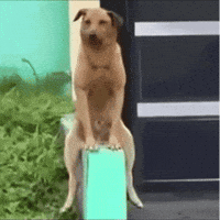 Dog Puppy GIF