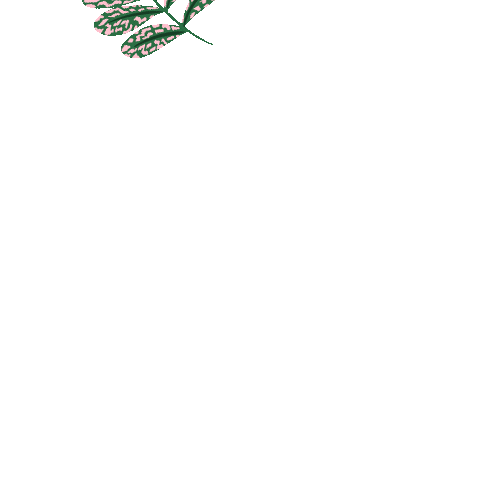 gleycarolina giphyupload nature plant plants Sticker