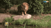 GIF by Mitteldeutscher Rundfunk
