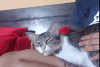 Cat Baby GIF