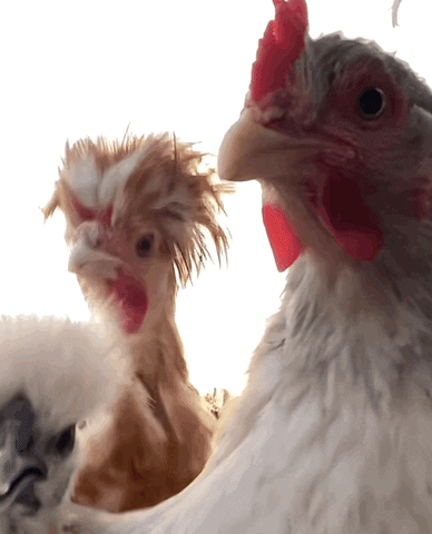 Video gif. Three chickens, two white and one brown, stand clustered together. They're all moving simultaneously as their bodies wiggle and and stare blankly into the distance. 