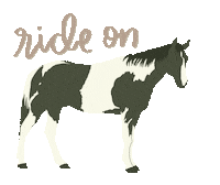 Paint Horse Sticker by Molly Virginia Photography