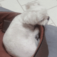 Puppy GIF