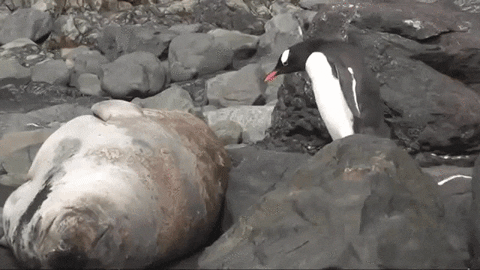 seals GIF