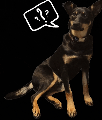 Marketing_unlocked dog question GIF
