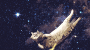 johnbeckers cat space pizza cats GIF