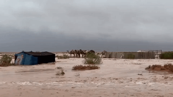 Camels Huddle as Deadly Floodwaters Sweep Across Eastern Saudi Arabia