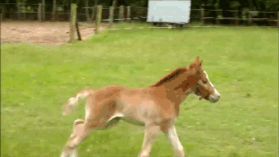 donuts you are almost horse GIF by Digg