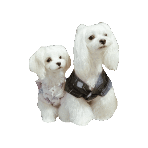 Dogs Love Sticker
