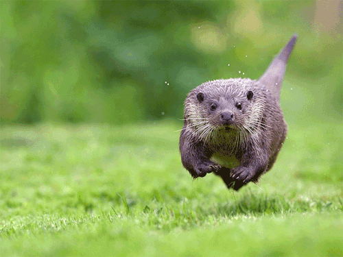 otter running GIF by Cheezburger