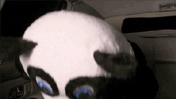 burning love panda GIF