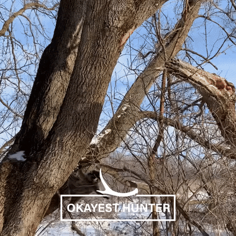 Hunting Dog Raccoon GIF by Okayest Hunter