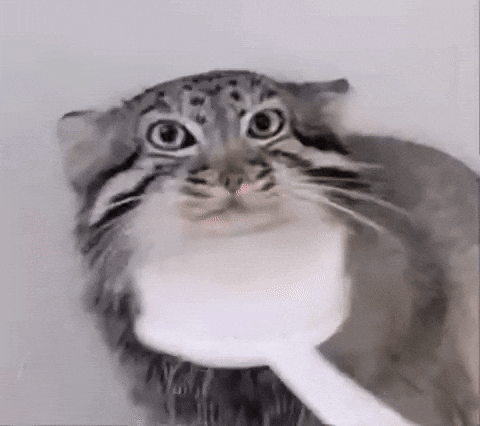 DailyMantle3 giphyupload giphycreatortest pallas pallas cat GIF