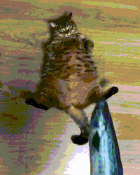 fish cuddle GIF