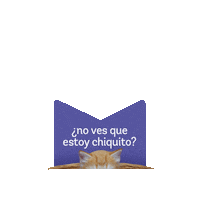 supercat_peru cutecat funnycat baby cat supercat Sticker