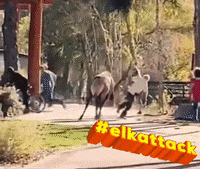 Wildlife Elk GIF by Oi