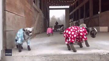 Baby Goats Beat Rainy Day Blues With Cozy Pyjamas