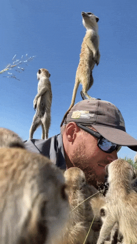 cuteanimalland giphyupload GIF