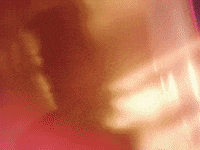 K-Pop Daisy GIF by PENTAGON