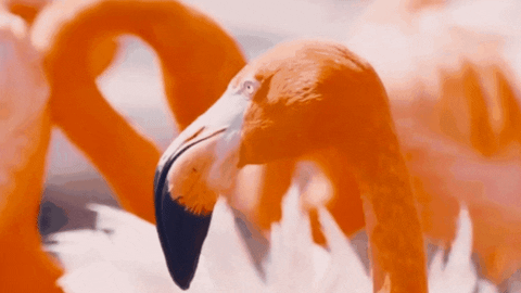 SeaWorld giphyupload reaction reactions really GIF
