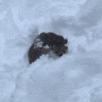 Playing River Otter GIF by John Ball Zoo