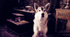confused dog GIF
