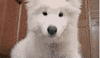 dog GIF