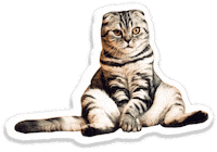 sassy cat Sticker by Pets Add Life