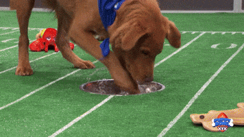 Josh Allenhound Excessive Water Bowl Use