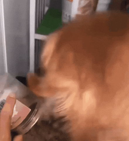 Devour GIF