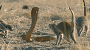 nat geo desert GIF by National Geographic Channel