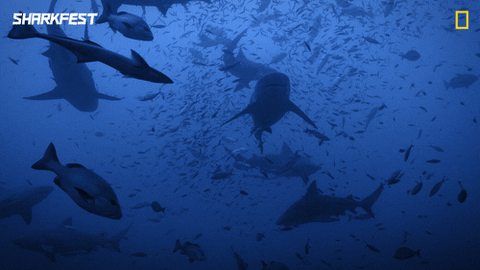 GIF by National Geographic Channel