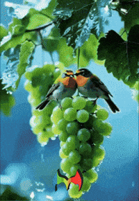 De Amor Feliz GIF by Murcianys LLC