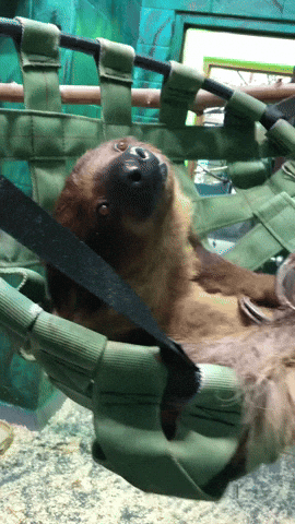 Sleepy Sloth GIF by Valley Zoo Development Society