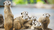 wild animals GIF
