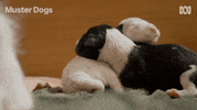 Border Collie Dog GIF by ABC TV + IVIEW