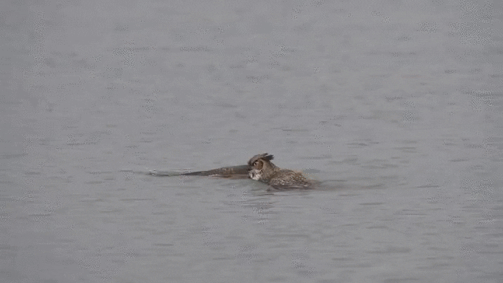 look swimming GIF