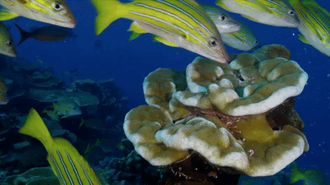 symphony for our world GIF by Nat Geo Wild 