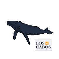 Los Cabos Travel Sticker by Digital Media Los Cabos