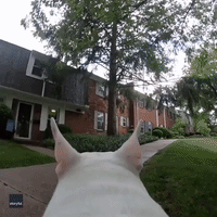 Mini Bull Terrier and GoPro Combine to Give 'Dog's Eye View' of the Zoomies