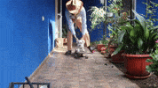 Dogs Skating GIF